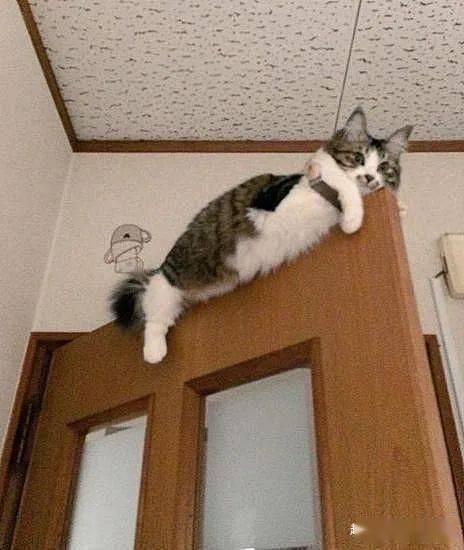 下班回来没看到猫,打开卧室门抬头一看 你咋不上天呢