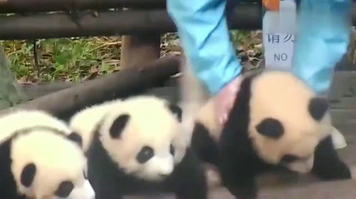 熊猫 爱撒娇的熊猫最好命,小小熊猫太可爱了