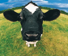 做梦梦见很多奶牛是什么意思 周公解梦 