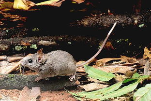 巴西发现新啮齿物种白尾鼠 身长11cm尾巴长15cm