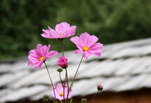 格桑花的花期 格桑花的花期在6 9月, 但最佳观赏期在七八月份 