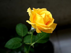 黄玫瑰代表什么意思,苏先生读诗|黄玫瑰代表什么意思