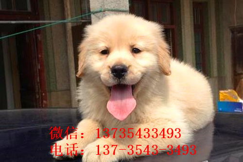 武汉犬舍出售纯种金毛犬狗市场在哪 网上有卖狗买狗
