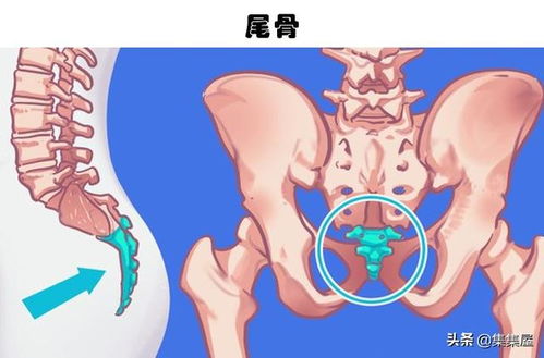 随着进化,如今变得不再那么重要,甚至可能消失的10个身体部位