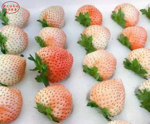 桃熏草莓介绍,章姬有几个品种？