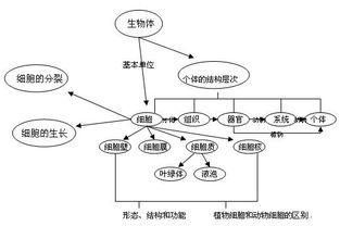 元细胞的知识