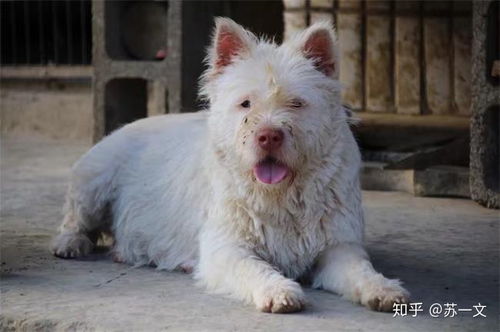 中国有哪些本土犬种 