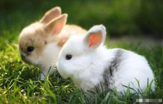兔子为什么一喝水就会死,难道它不用喝水 身上有器官可以吸收水分吗