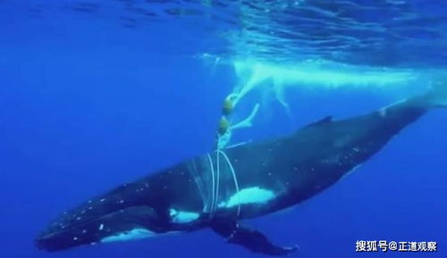 南非4米大白鲨猎杀10米座头鲸,先咬尾后咬头,仅用50分钟