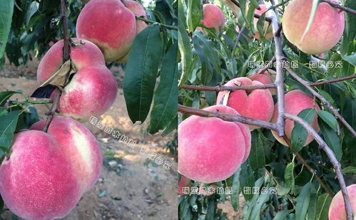 新品种桃子有哪些品种,桃树苗新品种介绍大全？