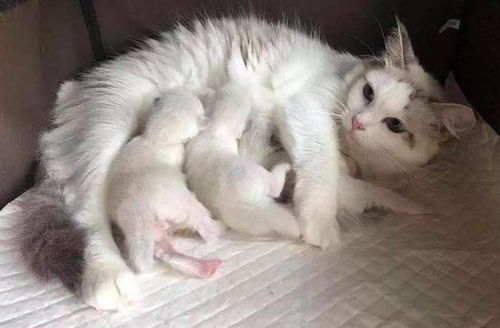 4只小白猫一满月就被送人了,夜里猫妈叼回家5只,你不识数吗