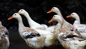 白鸭的高效养殖技术要点,养鸭需要注意什么？如何养殖鸭子长得快又绿色安全