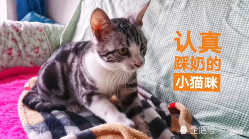 捡回家两个月的小猫第一次踩奶,这是想猫妈妈了吗 