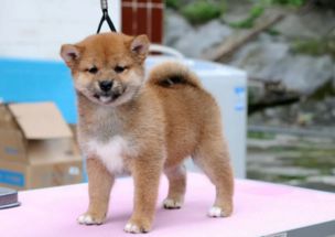 犬舍出售日本柴犬幼犬品相好血统纯看父母欢迎上门