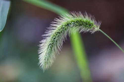 没想到狗尾草原来是个宝,狗尾草的这5大功效,你知道几个