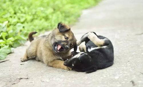 在中国竟不能养中华田园犬 大爷办狗证,因禁养被拒