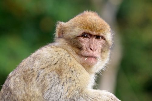 1980年41岁生肖猴运势如何 人生劫难是何时 牛年会顺利吗