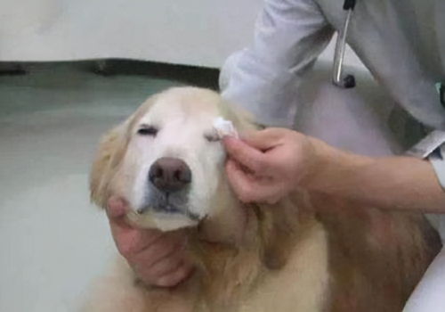 经验分享 小狗有泪痕是怎么回事好不好 针对3个原因的处理方法