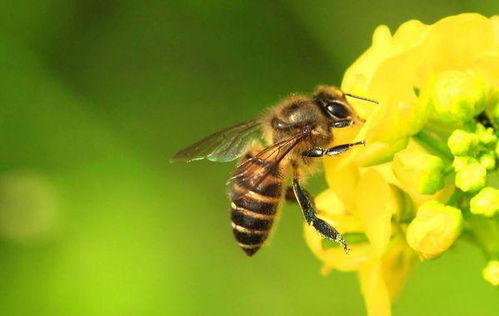 古代蜜蜂叫什么 