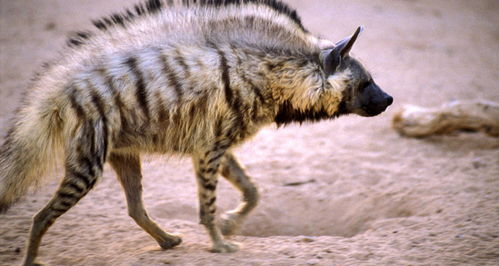 动物世界 缟鬣狗