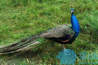 孔雀养殖技术 蓝孔雀的配种及孵化
