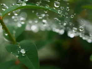 夏至将至 雨水相伴 