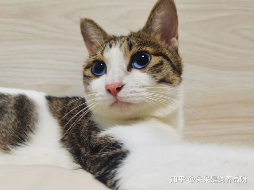 怎么让猫咪自己去猫砂盆排便 