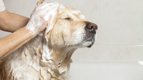 夏季宠物常见的几种皮肤病,你知道如何预防吗