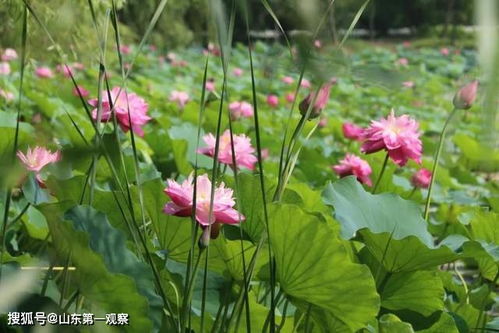 济宁太白湖景区开放时间 (太白山市区停车场收费标准)