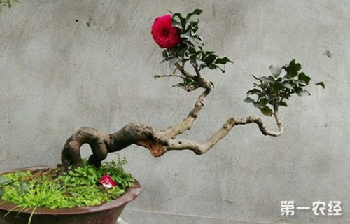 茶花名品 胭脂莲 盆栽方法与养护要点