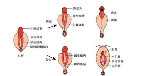 派特灵生物科普 女性外生殖器发育异常,临床基础必备