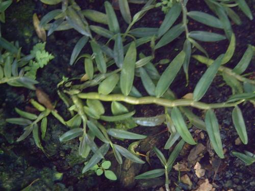 石斛种类 铁皮石斛有多少种类和图片
