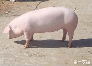 长白猪有什么品种特征和生产性能