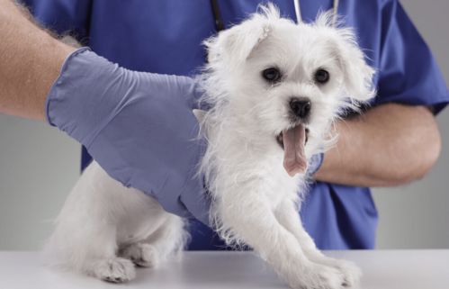 狗狗患胰腺炎的原因有哪些 多久才能完全恢复
