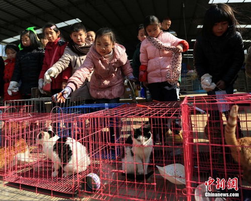 武汉小学生领养被解救猫咪 