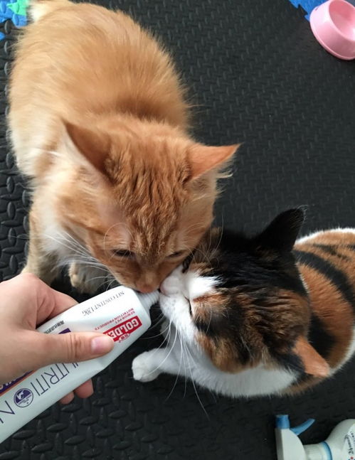 猫不爱吃营养膏该怎么办,猫生病可以吃营养膏吗 