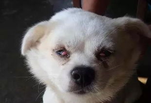 为什么狗狗眼中 常含泪水 