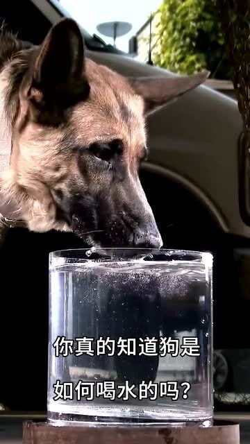 多数人认为狗是舔水喝的,但其实并不是,它们是将舌头变成勺状喝水 