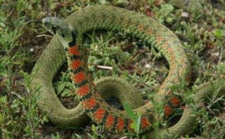 草蛇有多少个种类,有种红脖子的是不是有毒的
