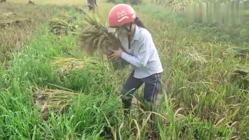 实拍越南农村,都是女人来割水稻,都是人工再累也要割完 