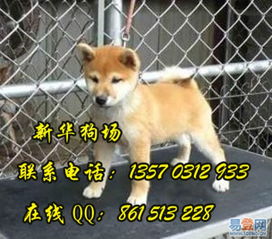 【东莞去哪里有纯种柴犬买 东莞虎门哪里有柴犬卖的图片】-虎门镇 白沙易登网