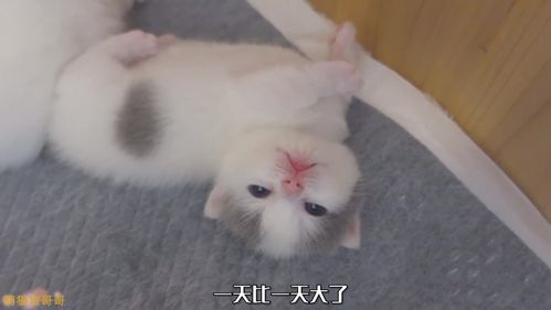 用电脑抽取小奶猫名字,夫妻差点闹离婚,太难了 