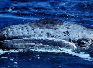 鲸鱼虽然生活在海里,他睡着了或者被打晕也会淹死 