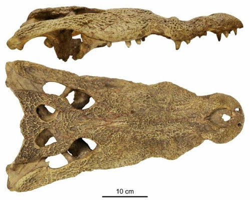 美洲鳄鱼来自非洲,推翻相反假说 研究 500万年前沿洋流漂移