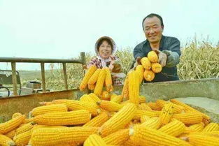 王团老汉玉米一斤卖了7毛7脸上笑开了花,今年玉米价格约在7毛5左右