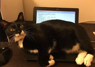 并不是取暖 为什么猫爱趴笔记本电脑上