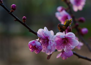 关于樱花的日语诗句翻译