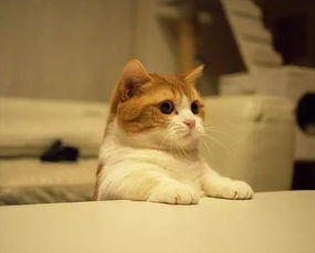 这对来自日本的 曼切堪短腿猫 ,简直太有爱了 