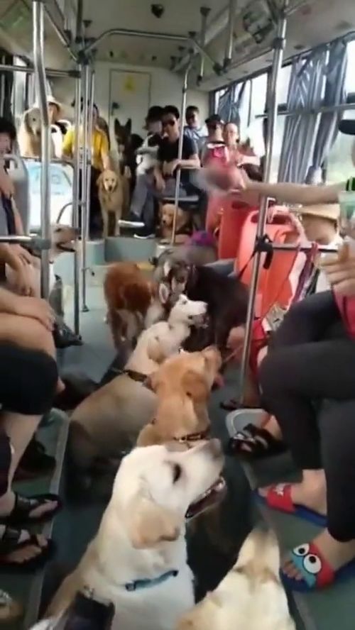 公交车上不是不让带宠物这里人和狗真和谐,最后一只与众不同 
