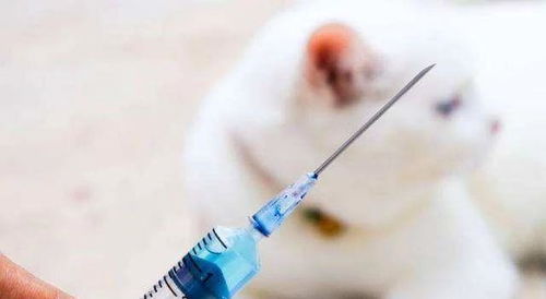 打完狂犬疫苗后,猫却死了 说说到底要不要给猫注射狂犬疫苗